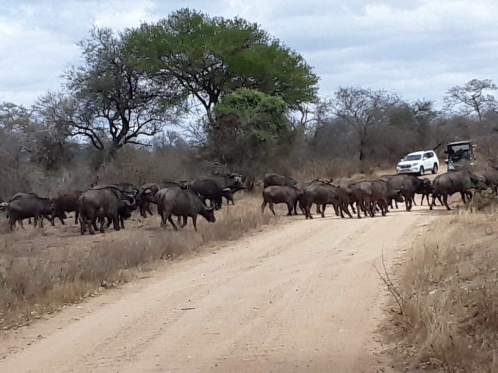 #panafricanlodgeandsafari