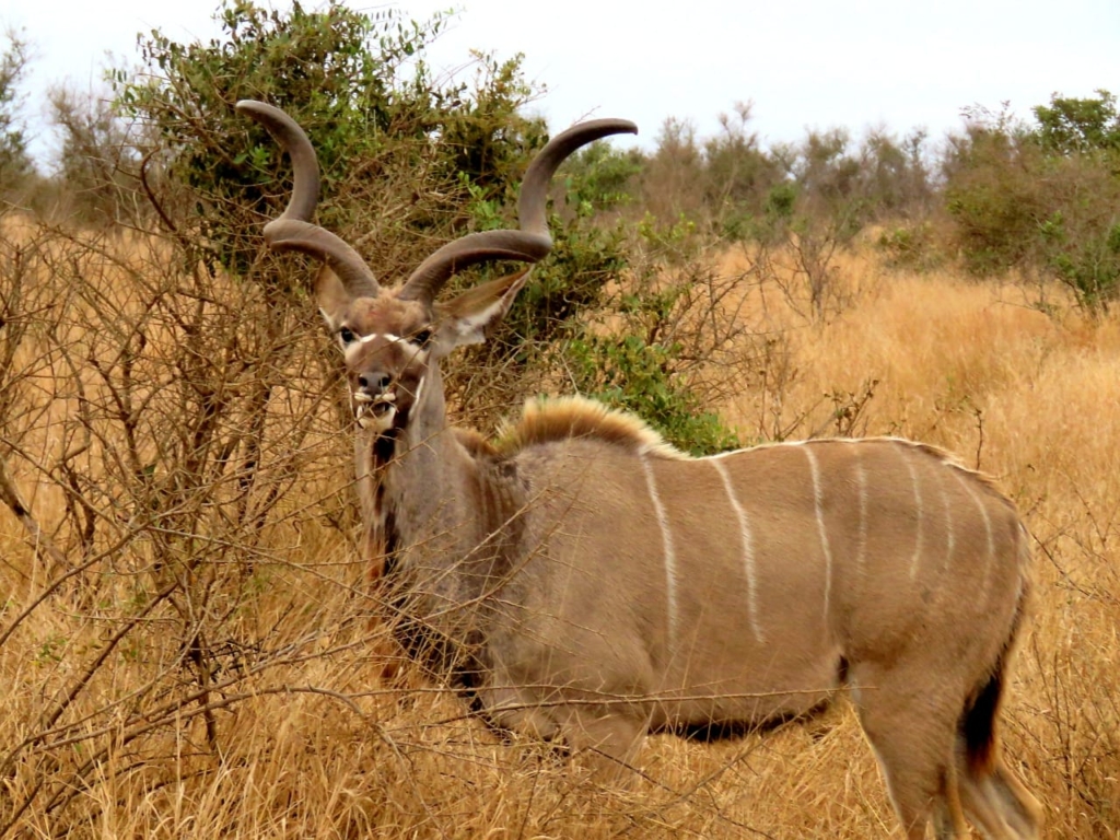 #panafricanlodgeandsafari